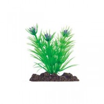 （まとめ）アクアティックプランツ SS-5【×6セット】 (観賞魚/水槽用品)