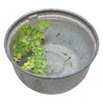 メダカ元気 メダカのための飼育鉢 みかげ370 （観賞魚用品／水槽用品）