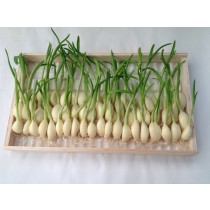 スプラウトにんにく『元気君』（30本）