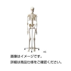 人体骨格模型 HS