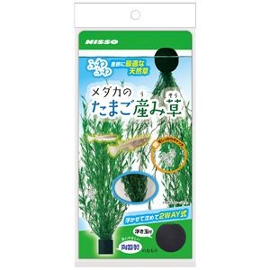 （まとめ）メダカのたまご産み草【×5セット】 (観賞魚/水槽用品)