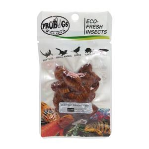 （まとめ）プロバグス シルクワーム蛹 爬虫類・両生類フード 【×5セット】
