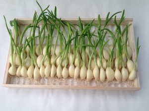 スプラウトにんにく『元気君』（30本）
